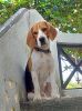9 months Old beagle fully vaccinated and very healthy