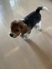 Beagle- he is very smart with good looking and very energetic.