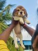 Cute & Naughty Beagle Puppy
