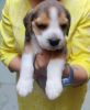 Good quality beagle puppies