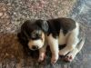 _ Show Quality Puppy Available _ In BANGALORE _