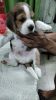 Pure Beagle puppies for sale