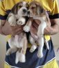 Beagles puppies for sale