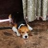 Beagle Male Puppy. Fully vaccinated .1 year