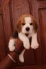 Good quality beagle puppies available in Chennai call xxxxxxxxxx