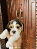 Beagle puppies Kci registered