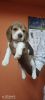 Beagle show quality puppy 40 days old female