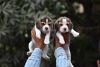 *Top quality beagle dog male female puppy availab with KCI