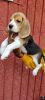 Beagle show quality puppy female
