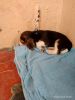 Beagle Puppy for sale with free 3Kg Pedigree
