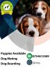 Beagle male and female puppies available with kci xxxxxxxxxx
