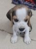 Selling Beagle Puppy
