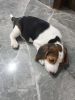 Friendly Beagle for sale near you
