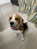 Beagle 3 months old for sale