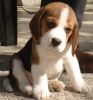 KCI Registered Beagle puppies for sale through all over india
