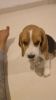 original beagle puppy for sale