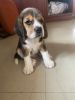 Male and Female puppy available (beagle)