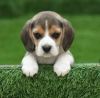 Proper shape proper vaccinated Beagle puppies for sale at Pets Farm Pe