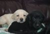 Labrador, Beagle, husky Puppies Available in Pune