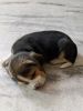 Beagle Female Pup 30 Days