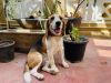 6 months Beagle Dog for sale