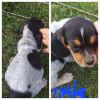 Blue tick beagle pups