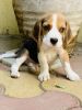 3 months Beagle Puppy