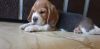 Beagle puppy 40 days old