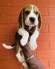 Show Quality Beagle Puppies Available in Bangalore, xxxxxxxxxx