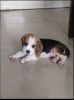 Beagle Male for sale