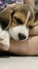 2 months male beagle for sale