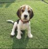 Pure coat Beagle for sale