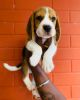 Outstanding beagle male and female puppies available