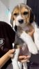 Champion pure breed beagle puppies for sale