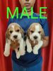 Begale male female puppy available full marking