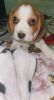 Cutest adorable beagle are up for sale