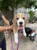 I want to sell my 2 month old beagle dog puppy