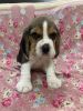 Beagle Male Puppy available for Sale.
