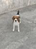 Female Beagle want to sell