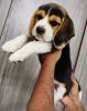 Beagle puppies available healthy and active pup