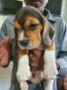 Top quality beagle male and female puppies available for new home