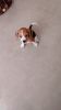 Female beagle puppy for sale