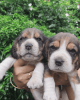 1 month old beagle puppies for sale