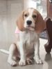Lemon beagle of 6 months age