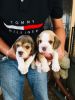 Beagle Male and Female baby puppy 2 month old