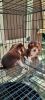 AKC Chocolate Male Beagle Puppy