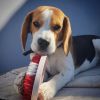High quality Beagle Male Puppy for sale in Jaipur