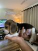 Male Beagle available for sale