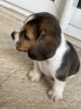 45 days old Beagle cute and active