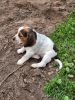 Sassy Female Beagle